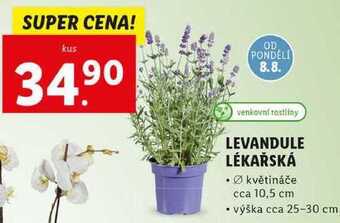 Lidl Levandule lékařská nabídka