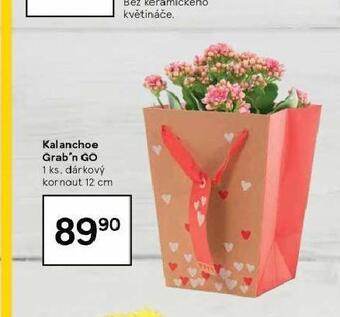 Tesco Kalanchoe nabídka