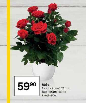 Tesco Růže 1 ks nabídka
