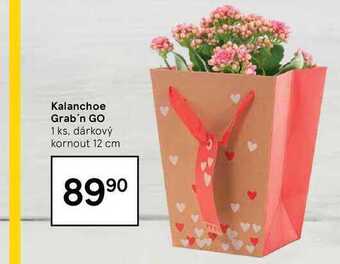 Tesco Kalanchoe grab'n go 1 ks nabídka