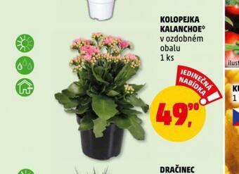 Penny Market Kolopejka kalanchoe nabídka