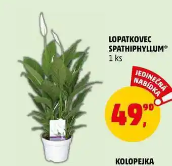 Lopatkovec spathiphyllum, 1 ks