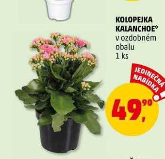 Penny Market Kolopejka kalanchoe, 1 ks nabídka