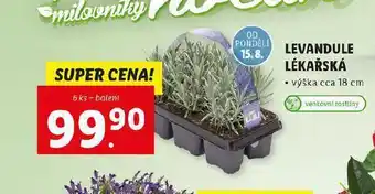 Lidl Levandule lékařská nabídka