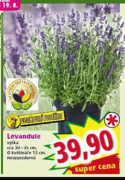 Norma Levandule nabídka