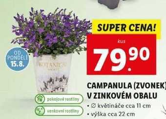 Campanula (zvonek) v zinkovém obalu