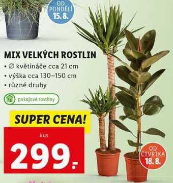 Lidl Mix velkých rostlin nabídka