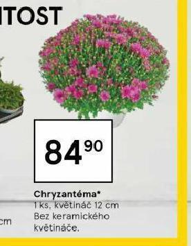 Tesco Chryzantéma nabídka