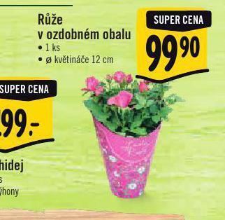 Albert Růže nabídka