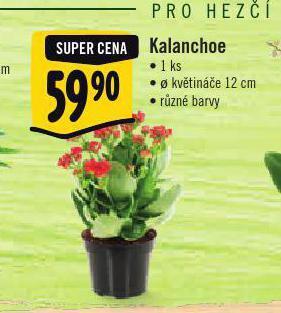 Albert Kalanchoe nabídka