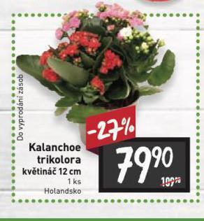 Billa Kalanchoe trikolora nabídka