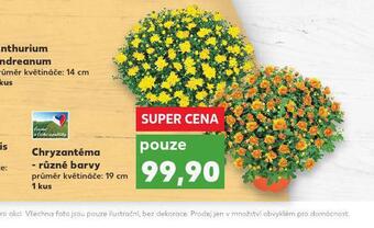 Kaufland Chryzantéma nabídka