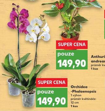 Kaufland Orchidea - phalaenopsis nabídka