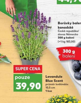 Kaufland Levandule blue scent nabídka