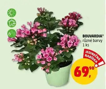 Bouvardia, 1 ks