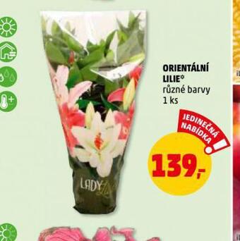 Penny Market Orientální lilie nabídka