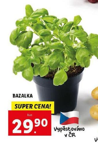 Lidl Bazalka nabídka