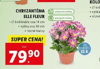 Lidl Chryzantéma elle fleur nabídka