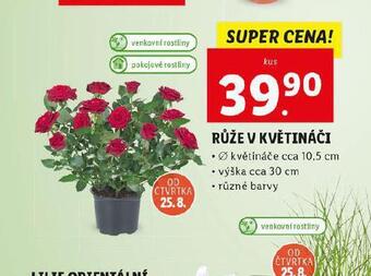 Lidl Růže v květináči nabídka