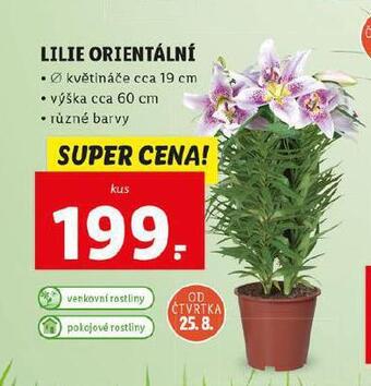 Lidl Lilie orientální nabídka