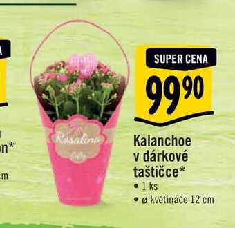 Albert Kalanchoe v dárkové taštičce, pr. květináče 12 cm nabídka
