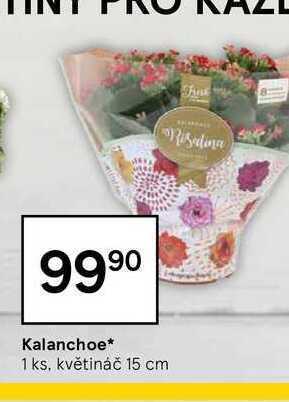 Tesco Kalanchoe* 1 ks nabídka