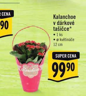 Albert Kalanchoe v dárkové taštičce nabídka