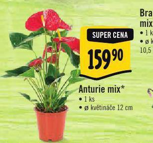 Albert Anturie mix nabídka