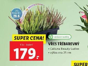 Lidl Vřes tříbarevný nabídka