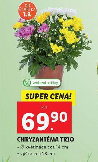 Lidl Chryzantéma nabídka