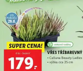 Vřes tříbarevný, 6 ks