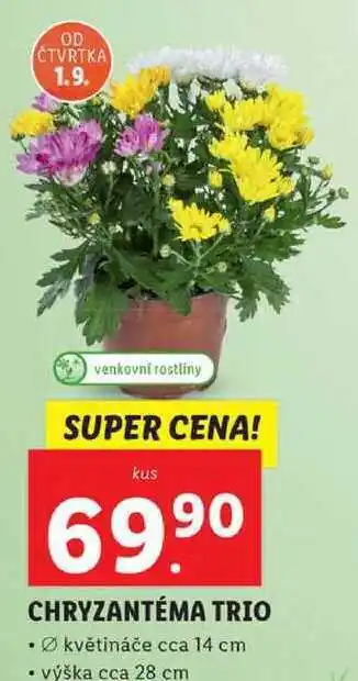 Lidl Chryzantéma trio nabídka