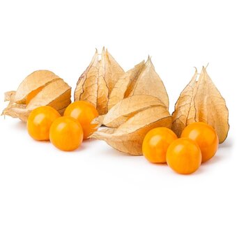 Mochyně / physalis, vanička