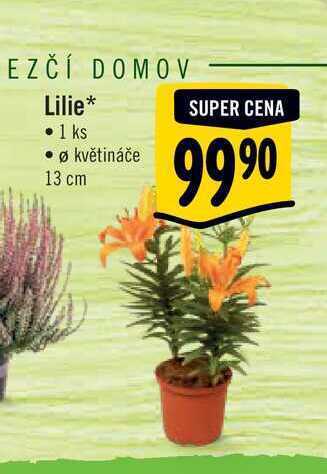 Albert Lilie, pr. květináče 13 cm nabídka