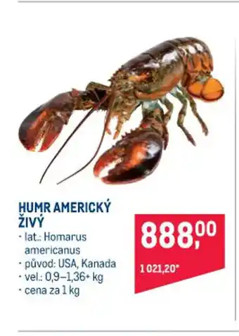 Makro Humr Americký Živý 1 kg nabídka