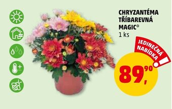 Penny Market Chryzantéma Tříbarevná Magic 1 ks nabídka