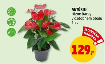 Penny Market Antúrie 1 ks nabídka