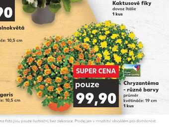 Kaufland Chryzantéma nabídka