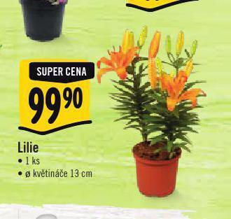 Albert Lilie nabídka