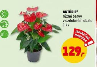 Antúrie