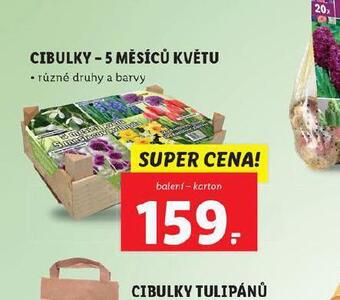 Lidl Cibulky - 5 měsíců květu nabídka