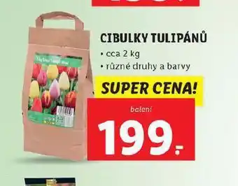 Lidl Cibulky tulipánů nabídka