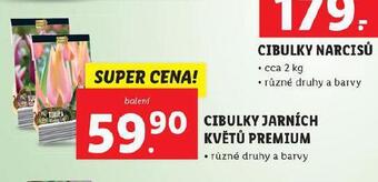 Lidl Cibulky jarních květů premium nabídka