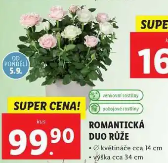 Lidl Romantická duo růže nabídka