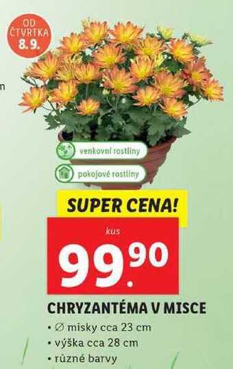 Lidl Chryzantéma v misce nabídka