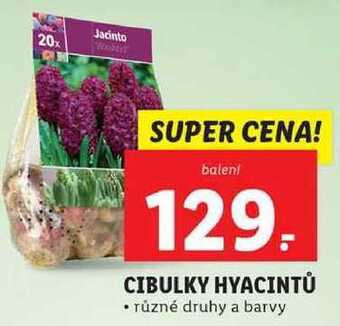 Lidl Cibulky hyacintů nabídka