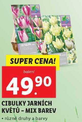 Lidl Cibulky jarních květů - mix barev nabídka