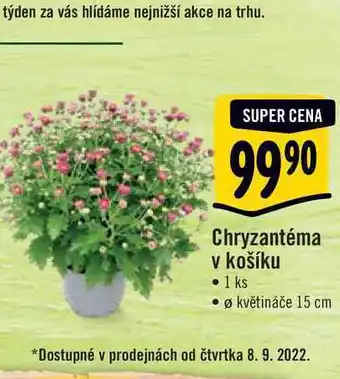 Albert Chryzantéma v košíku, pr. květináče 15 cm nabídka
