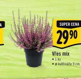 Vřes mix