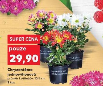 Kaufland Chryzantéma jednovýhonová nabídka